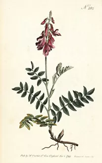 Sansom Gallery: Alpine sainfoin, Hedysarum hedysaroides
