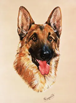 Alsatian dog - portrait painting