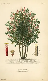 Amargo, bitter-ash, bitter-wood or hombre Amargo, bitter-ash, bitter-wood or hombre