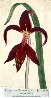 Amaryllis Formosissima, Jacobaean Amaryllis Amaryllis Formosissima, Jacobaean Amaryllis