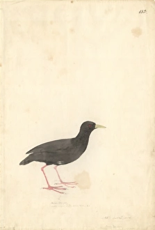 Amaurornis flavirostra, black crake Amaurornis flavirostra, black crake