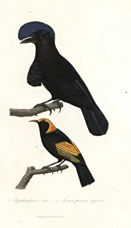 Amazonian umbrellabird and regent bowerbird Amazonian umbrellabird and regent bowerbird