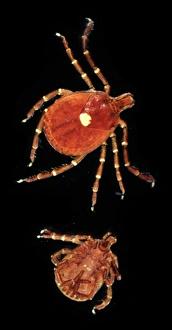Amblyomma americanum, lone star tick Amblyomma americanum, lone star tick