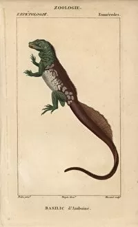 Stipple Collection: Amboina sailfin lizard, Hydrosaurus amboinensis