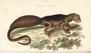 Amboina sailfin lizard, Hydrosaurus amboinensis Amboina sailfin lizard, Hydrosaurus amboinensis
