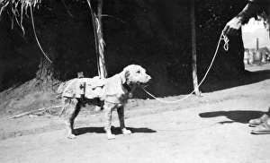 Ambulance dog at Maktau Camp, Kenya, WW1 Ambulance dog at Maktau Camp, Kenya, WW1