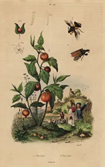 Ambush bug and Chinese lantern plant Ambush bug and Chinese lantern plant