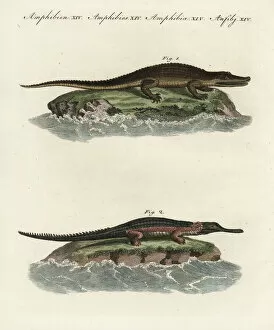 Alligator Gallery: American alligator and gavial