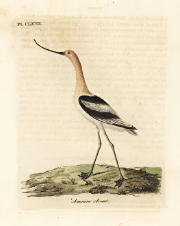 American avocet, Recurvirostra americana American avocet, Recurvirostra americana