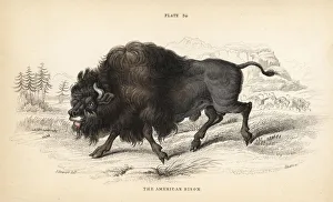 American bison or buffalo, Bison bison American bison or buffalo, Bison bison