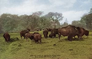 Graze Gallery: Part of american bison herd in the New York Zoological Park