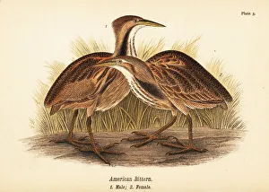 American bittern, Botaurus lentiginosus American bittern, Botaurus lentiginosus