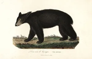 American black bear, Ursus americanus American black bear, Ursus americanus
