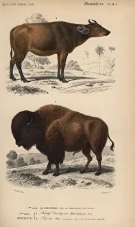 American buffalo or bison, Bison bison American buffalo or bison, Bison bison