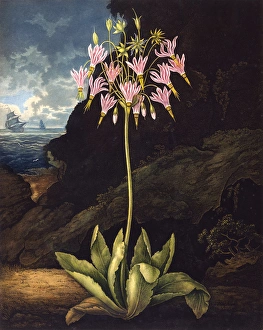 <b class=qtipBold><figcaption>The American Cowslip (Dodecatheon)</figcaption></b><br>The American Cowslip (Dodecatheon), engraved by Warner after Henderson, in a book entitled The Temple of Flora by Dr Robert John Thornton (1768-1837). The book was published between 1799 and 1807. Date: 1801<br><em>© Mary Evans Picture Library</em> The American Cowslip (Dodecatheon)