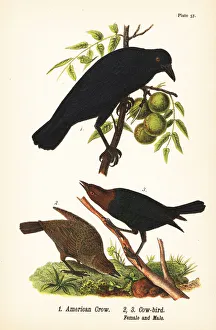 American crow and brown-headed cowbird American crow and brown-headed cowbird