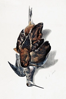 Sandpipers Gallery: American Woodcock Collection