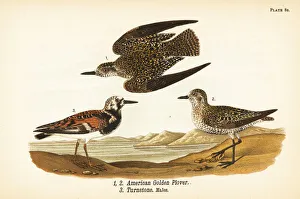 American golden plover and ruddy turnstone American golden plover and ruddy turnstone