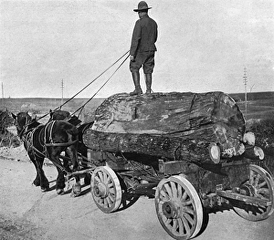 American lumberman on road near Western Front American lumberman on road near Western Front