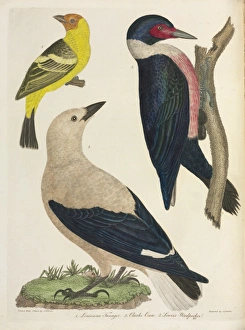 Crows And Jays Gallery: Clarks Nutcracker Collection