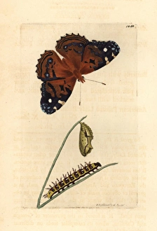 American painted lady, Vanessa virginiensis American painted lady, Vanessa virginiensis