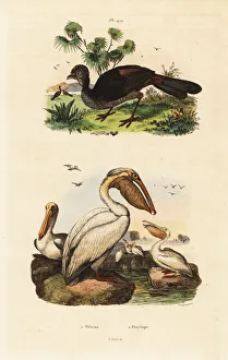 American white pelican, Pelecanus erythrorhynchos American white pelican, Pelecanus erythrorhynchos