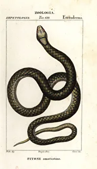 Amethystine python, Simalia amethistina Amethystine python, Simalia amethistina