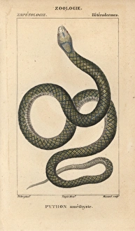 Amethystine or scrub python, Morelia amethistina Amethystine or scrub python, Morelia amethistina