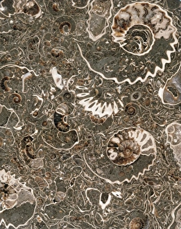 Ammonite marble Ammonite marble
