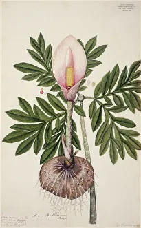 Amorphophallus bulbifer, voodoo lily Amorphophallus bulbifer, voodoo lily