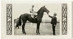Racehorses Gallery: Amounis, Australian race horse