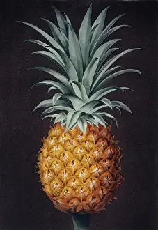 Prints of An illustration of a pineapple from Plate LXIV in a volume published by George Brookshaw. Held in the Botany Library at the Natural History Museum, London B Prints: Pineapple Print from George Brookshaw's Botanical Illustration