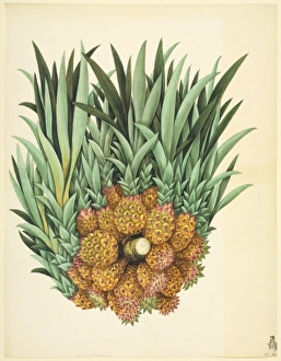 <b class=qtipBold><figcaption>Ananas sp</figcaption></b><br>Plate 929 from the John Reeves Collection of Botanical Drawings from Canton, China. Held in the Botany Library at the Natural History Museum, London. Date:<br><em>© Mary Evans / Natural History Museum</em> Ananas sp