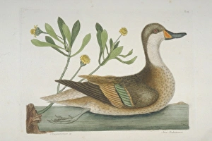 Anas bahamensis, white-cheeked pintail Anas bahamensis, white-cheeked pintail