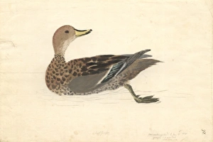 Anas georgica, yellow-billed pintail Anas georgica, yellow-billed pintail