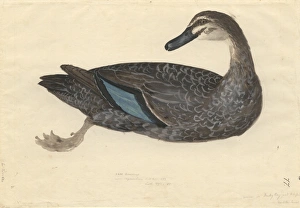 Anas superciliosa, Pacific black duck Anas superciliosa, Pacific black duck