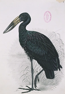 Anastomus lamelligerus, African open-bill Anastomus lamelligerus, African open-bill