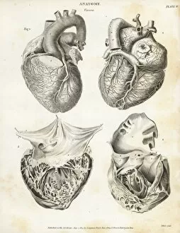Muscle Gallery: Anatomy of the human heart