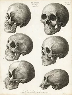 Anatomy of the human skull