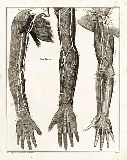 Anatomy of the human venal system in the arms Anatomy of the human venal system in the arms