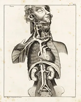 Anatomy of the human venal system in the upper torso Anatomy of the human venal system in the upper torso