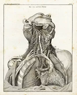 Muscle Gallery: Anatomy of the nervous system in the heart, neck and arm