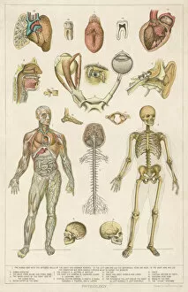 Anatomy/Various Parts