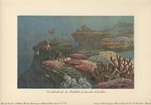 Ancient coral reefs