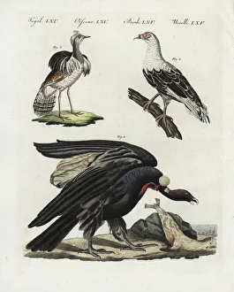 Andean condor, palm-nut vulture and houbara bustard Andean condor, palm-nut vulture and houbara bustard