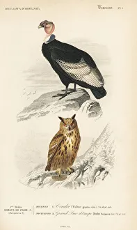 Andean Condor, Vultur gryphus, and Eurasian Andean Condor, Vultur gryphus, and Eurasian