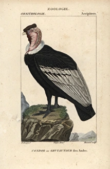 Andean condor, Vultur gryphus, near threatened Andean condor, Vultur gryphus, near threatened