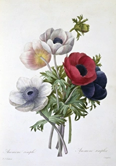 Anemone coronaria, anemone or windflower Anemone coronaria, anemone or windflower