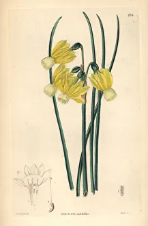 Angel's tears daffodil, Narcissus triandrus Angel's tears daffodil, Narcissus triandrus