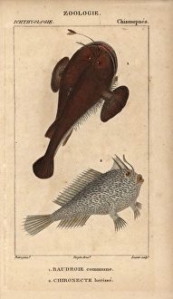 Anglerfish, Lophius piscatorius, and spotted Anglerfish, Lophius piscatorius, and spotted